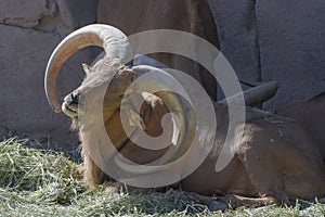 A Barbary Sheep sitting proudly showing off its impressive horns Ammotragus lervia