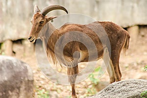 Barbary Sheep standing on a rock