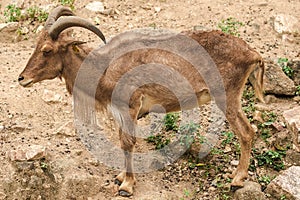 Barbary Sheep standing on a rock