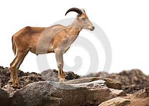 Barbary sheep standing on stone isolated