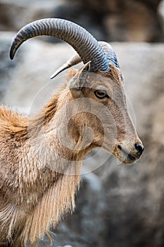 Barbary sheep in Thai