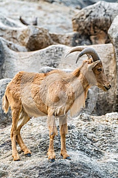 Barbary sheep in Thai