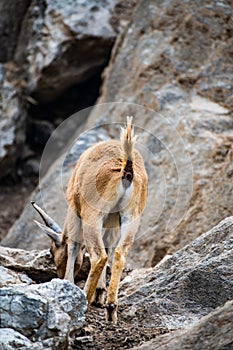 Barbary sheep in Thai