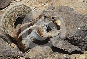 Barbary Squirrel