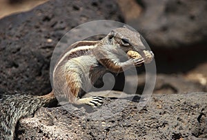 Barbary Squirrel