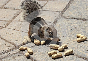 Barbary Squirrel