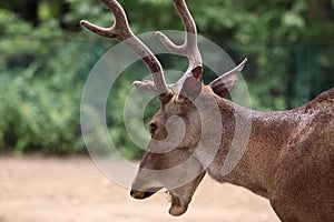 Barbary stag