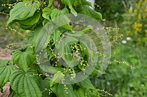 Barbasco or Dioscorea composita plant in the garden