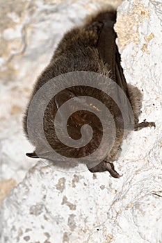 The barbastelle bat, Barbastella barbastellus