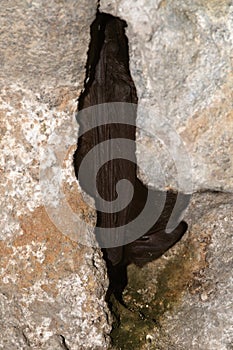 The barbastelle bat, Barbastella barbastellus