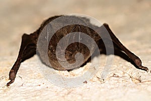 The barbastelle bat, Barbastella barbastellus