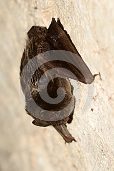 The barbastelle bat, Barbastella barbastellus photo