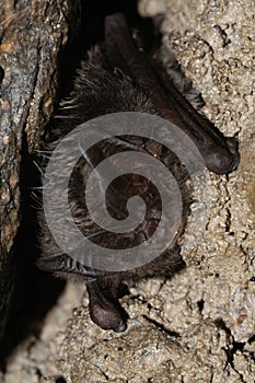 The barbastelle bat, Barbastella barbastellus