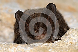 The barbastelle bat, Barbastella barbastellus photo