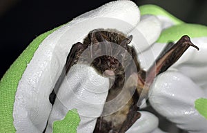 Barbastelle bat Barbastella barbastellus in the hand