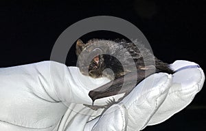 Barbastelle bat Barbastella barbastellus in the hand