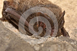 The barbastelle bat Barbastella barbastellus, western barbastelle hibernation.