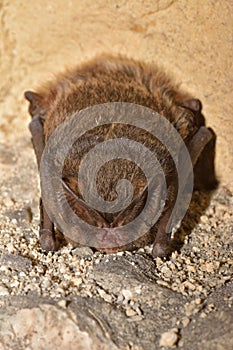 The barbastelle bat Barbastella barbastellus, western barbastelle hibernation.