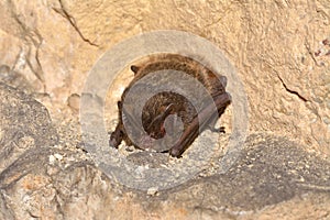 The barbastelle bat Barbastella barbastellus, western barbastelle hibernation.