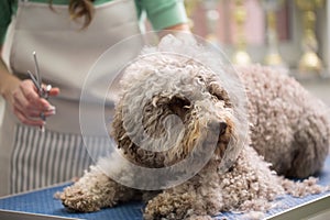 Barbe dog getting his haircut photo