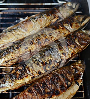 Barbecue with fish. Grilled mackerel fish.