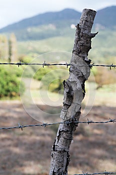 Barbed wire