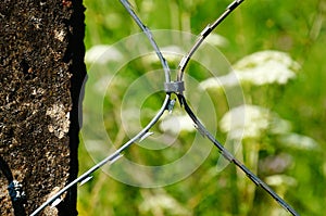 Barbed wire