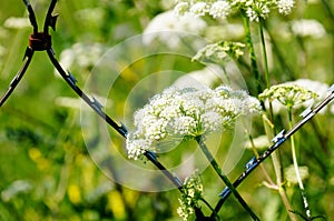 Barbed wire