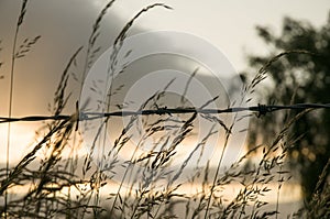 Barbed wire against a field of wild grass