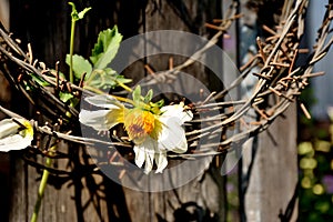 Barbed wire as a symbol of imprisonment and violation of human rihts