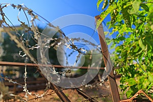 Barbed wire behind the fence