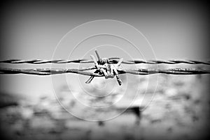 Barbed Wire (black and white)
