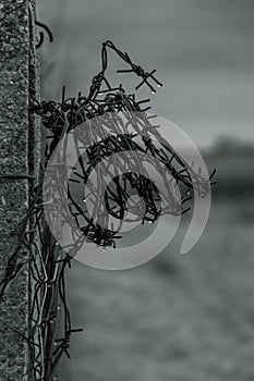 Barbed wire in black and white color