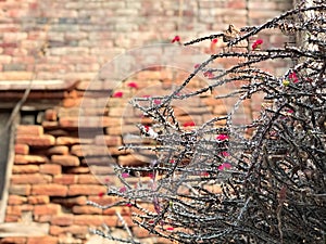 Barbed wire on blurred background