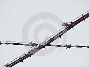 Barbed wire and a bramble crossing each other in an x pattern encased in ice