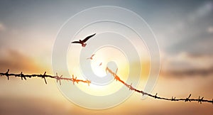 barbed wire broken at sunset background