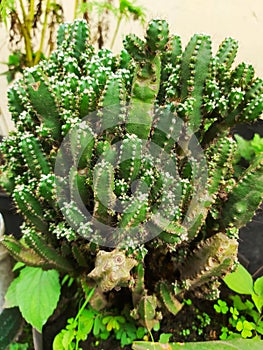 Barbed-wire cactus, or Acanthocereus tetragonus