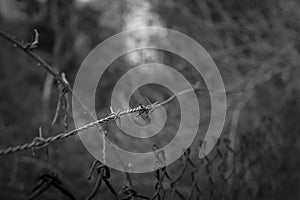 Barbed wire close up. Freedom and lack of freedom.