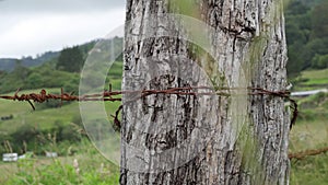 Barbed wire closeup on a fence in a field with hills. Tall grass sways in the wind