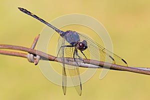 Barbed wire and a dragonfly