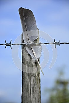 Barbed wire