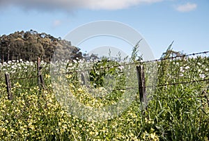 Barbed wire fence