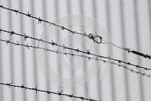 Barbed wire fence as protection and no trespassing safety symbol and warning for defense and military razor sharp security for jai