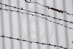 Barbed wire fence as protection and no trespassing safety symbol and warning for defense and military razor sharp security for jai