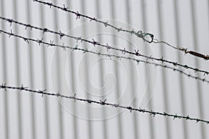Barbed wire fence as protection and no trespassing safety symbol and warning for defense and military razor sharp security for jai