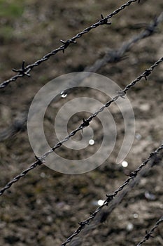Barbed Wire Fence in Auschwitz Birkenau