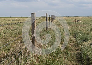 Barbed wire fence bordering farm property in the prairies wild grass of alberta photo