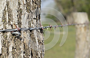 Barbed wire fence