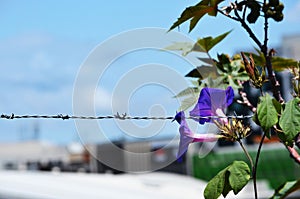Barbed wire fence with flowers