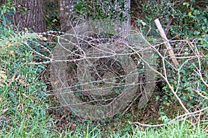 A barbed wire fence in the forest